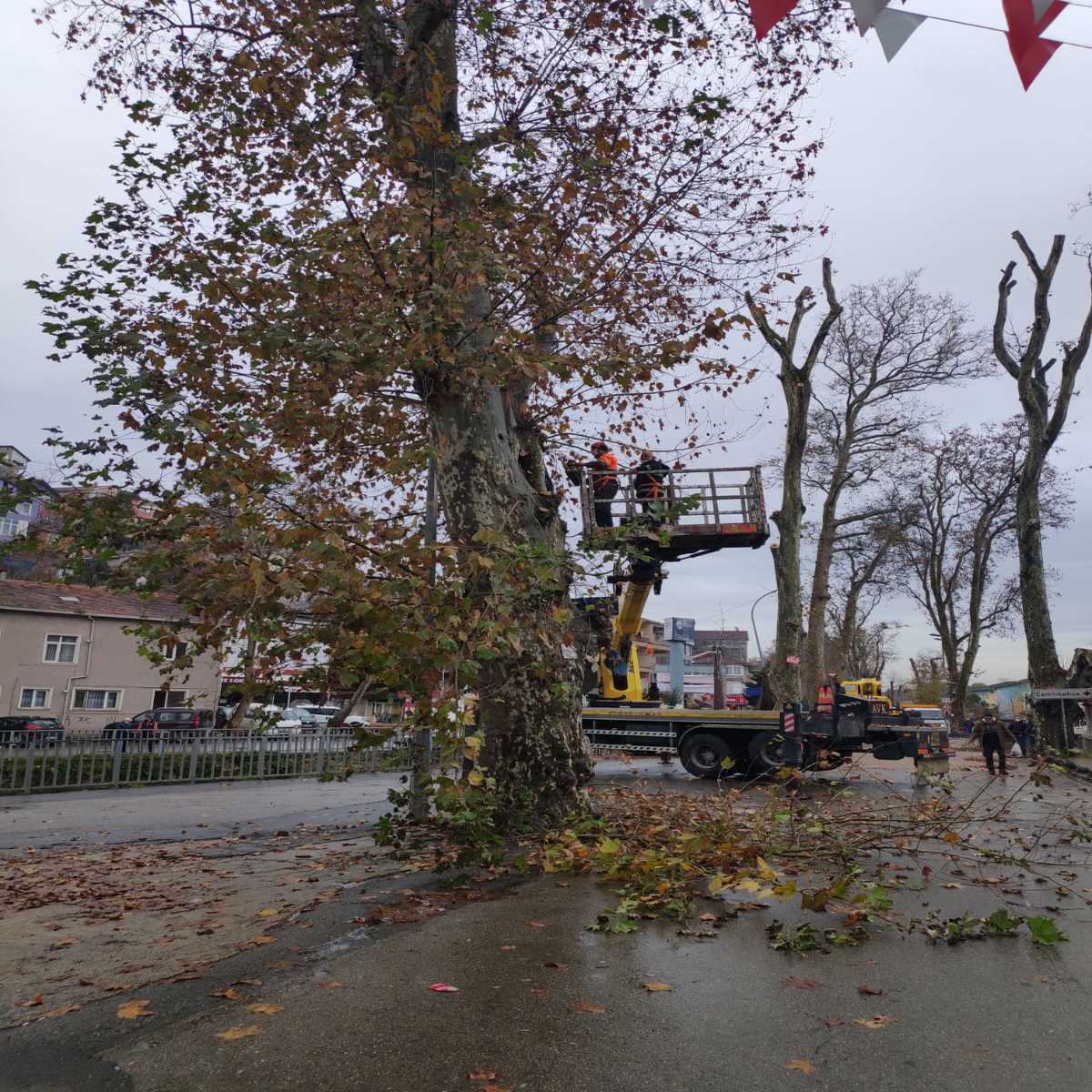 Beykoz’un Anıt Ağaçları Sağlığına Kavuşuyor